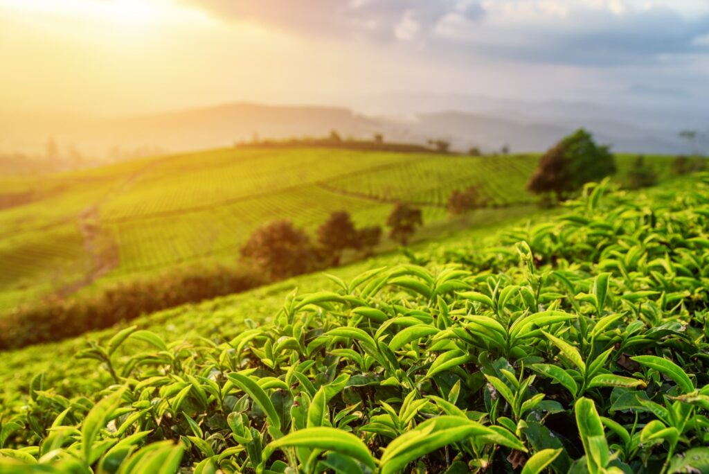 Tea Country Experience Tour