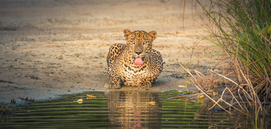 Wildlife Safaris in National Parks