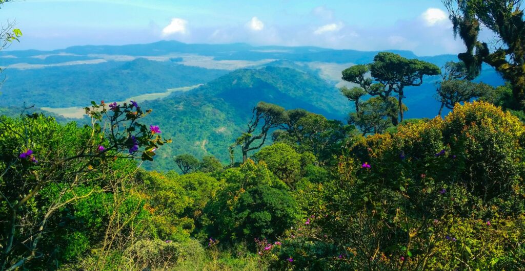 Horton Plains Nature Tour