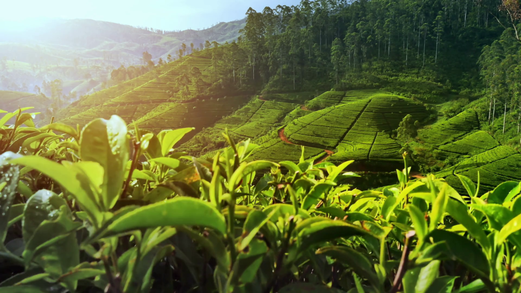 Tea Plantation Visits & Tastings